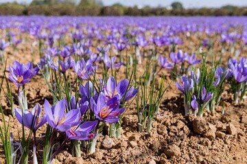 توسعه کشت زعفران در ۱۳ هکتار از اراضی فامنین