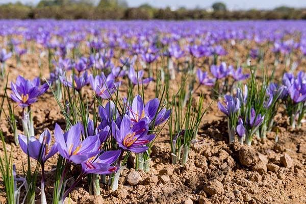 توسعه کشت زعفران در ۱۳ هکتار از اراضی فامنین