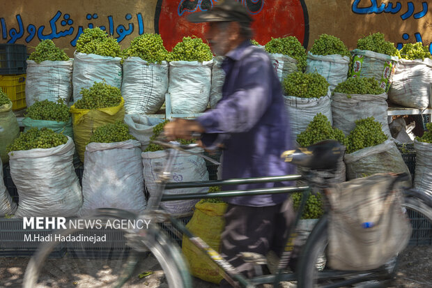 آبغوره‌گیری سنتی در شیراز