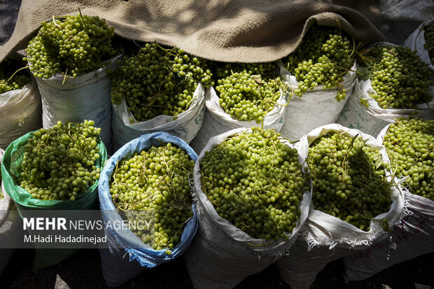 آبغوره‌گیری سنتی در شیراز