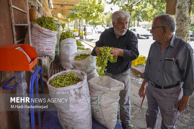 آبغوره‌گیری سنتی در شیراز
