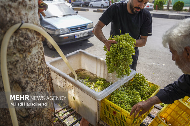 آبغوره‌گیری سنتی در شیراز