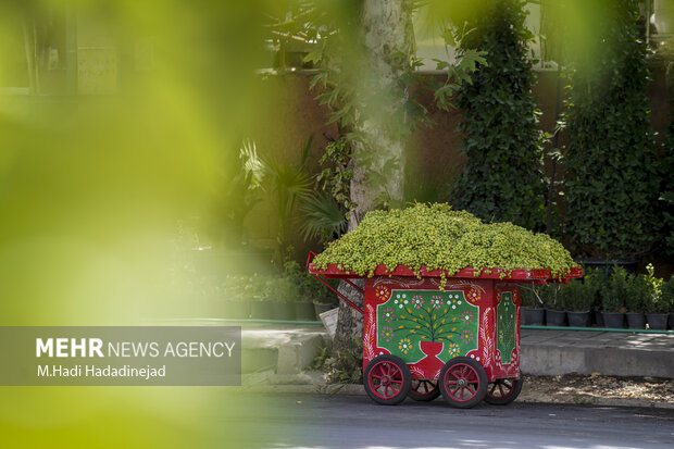 آبغوره‌گیری سنتی در شیراز