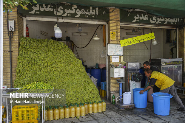 آبغوره‌گیری سنتی در شیراز
