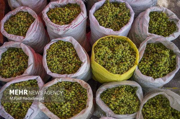 آبغوره‌گیری سنتی در شیراز