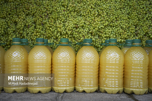 آبغوره‌گیری سنتی در شیراز
