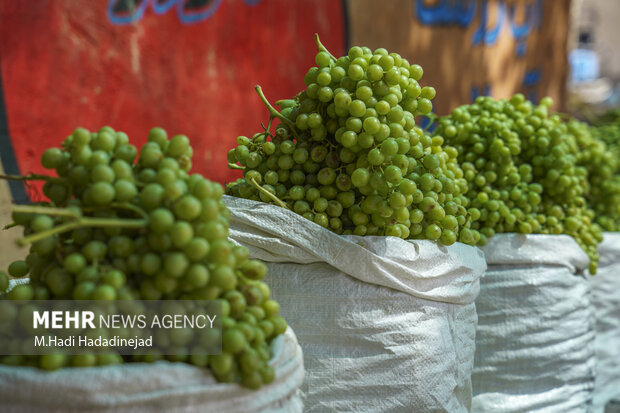 آبغوره‌گیری سنتی در شیراز