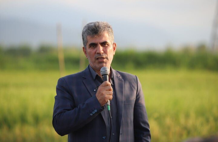 کشت دوم؛ نسخهای برای پایان بیکاری فصلی کشاورزان گیلان