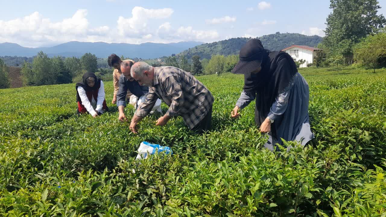 افزایش ۹ درصدی تولید برگ سبز چای در لاهیجان