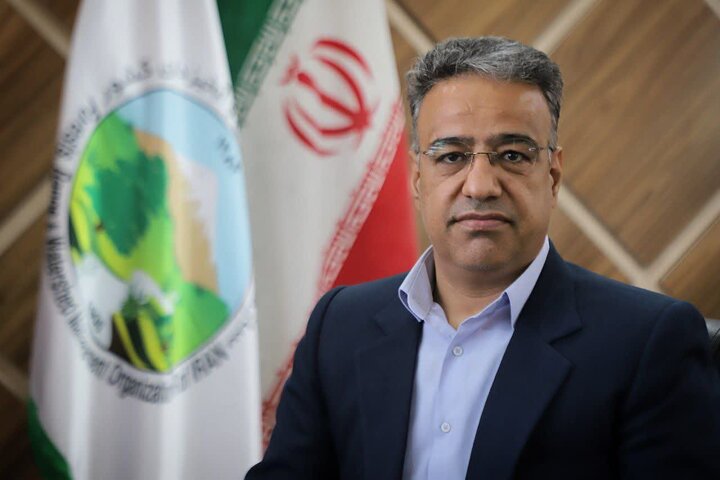 محمدی: بارگیری محصولات چوبی بدون اخذ مجوز الکترونیکی ممنوع است محمدی: بارگیری محصولات چوبی بدون اخذ مجوز الکترونیکی ممنوع است
