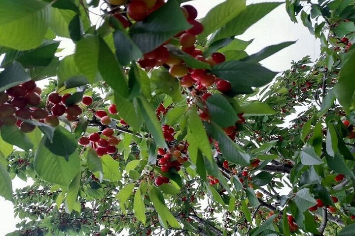 باغات اصفهان در محاصره کم‌آبی؛ جهاد کشاورزی توسعه را متوقف کرد
