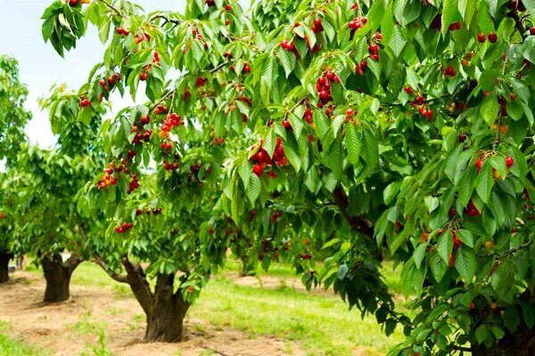 زنجان در جمع برترین‌های کشور در تولید حبوبات و محصولات باغی قرار دارد