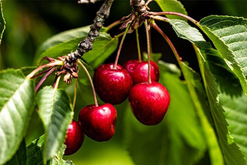 اینفوگرافیک؛ پیش بینی برداشت بیش از ۴۵۵ تن گیلاس تکدانه در مراغه