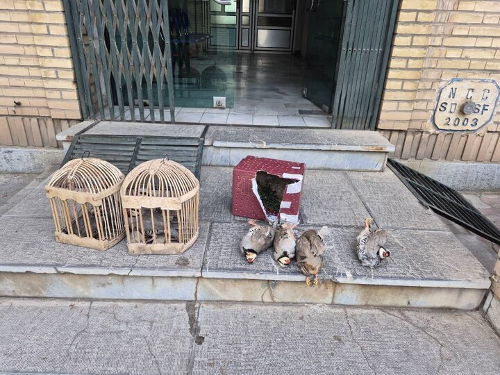 شکارچی متخلف کبک‌های وحشی در سقز دستگیر شد