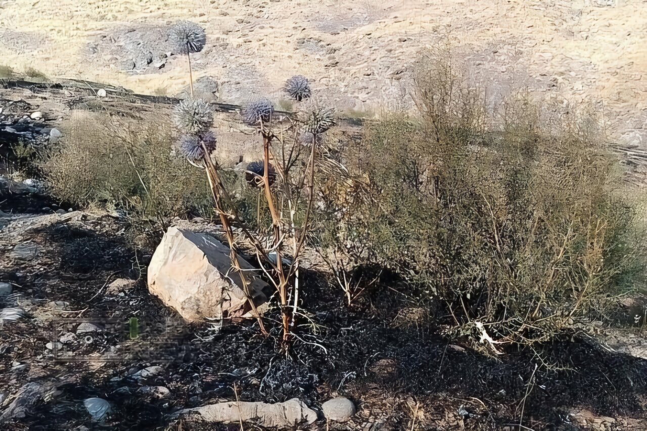آتش‌سوزی مراتع هامپوئیل مراغه با تلاش نیروهای امدادی و اهالی مهار شد