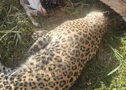 کشف لاشه پلنگ در پناهگاه حیات‌وحش عباس‌آباد نایین؛علت مرگ بررسی می شود