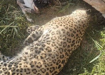 کشف لاشه پلنگ در پناهگاه حیات‌وحش عباس‌آباد نایین؛علت مرگ بررسی می شود