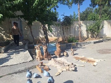 توقیف محموله سلاح، مهمات و تاکسیدرمی حیات‌وحش در چهارمحال‌وبختیاری