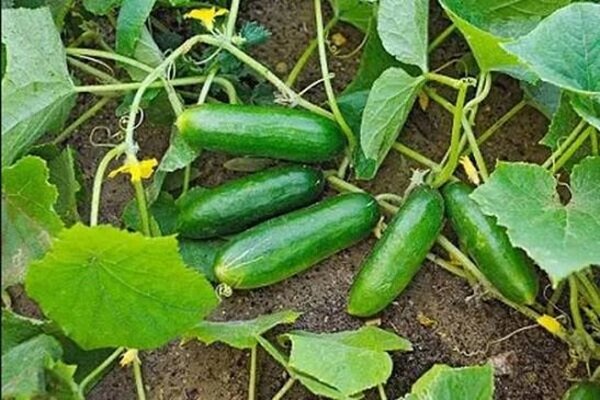 پیش‌بینی برداشت ۱۰ هزار تن خیار از مزارع کبودراهنگ