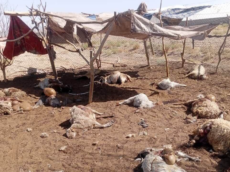 حمله گرگ‌ها به دامداری در هرات شهرستان خاتم؛ ۳۵ رأس گوسفند تلف شدند