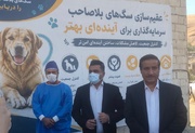 ۸۰۵ سگ در سنندج زنده گیری شد؛ لزوم آموزش شهروندان در مواجهه با سگ‌ها