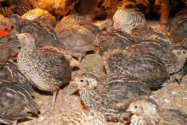 پرورش بلدرچین؛ موتور محرک اشتغال خانگی در سیستان و بلوچستان