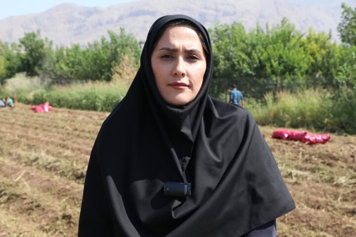 کشت زمستانه سیبزمینی در اقلیم معتدل سرد الشتر به موفقیت رسید