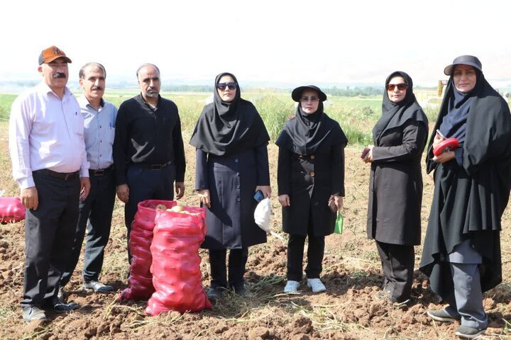 کشت زمستانه سیب‌زمینی در اقلیم معتدل سرد الشتر به موفقیت رسید