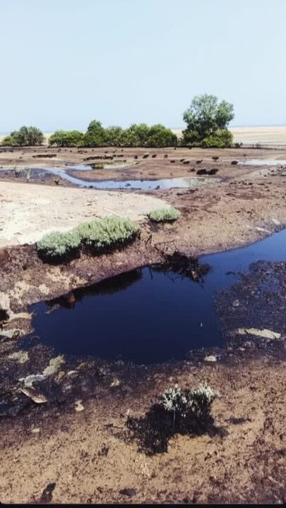 ورود لکههای نفتی به محدوده جنگلهای حرا در روستای نقاشه شهرستان قشم