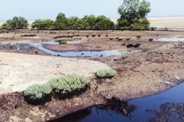 تحلیل خبر: ورود لکه‌های نفتی به محدوده جنگل‌های حرا در روستای نقاشه شهرستان قشم | مهر - کد fe0d