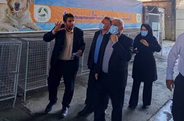 زندی: ساماندهی سگ‌های بلاصاحب سنندج باید بر مبنای اصول علمی انجام شود