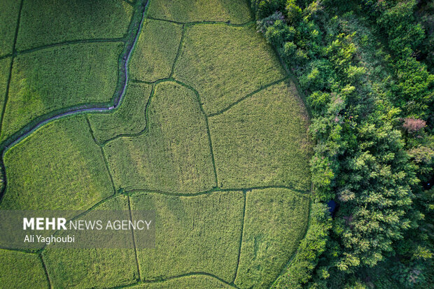 برنج 123