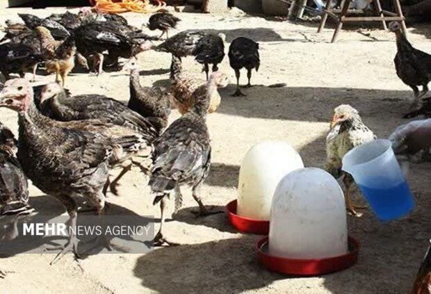 واکسیناسیون رایگان ۳۰۰ هزار قطعه طیور بومی در ۱۶ شهرستان تهران