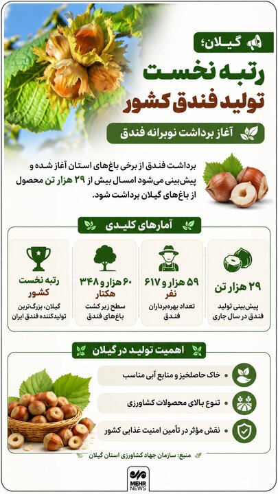 اینفوگرافیک؛ رتبه اول گیلان در تولید فندوق