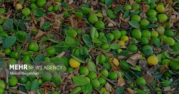 گزارش مهر از برداشت لیمو ترش در رودان