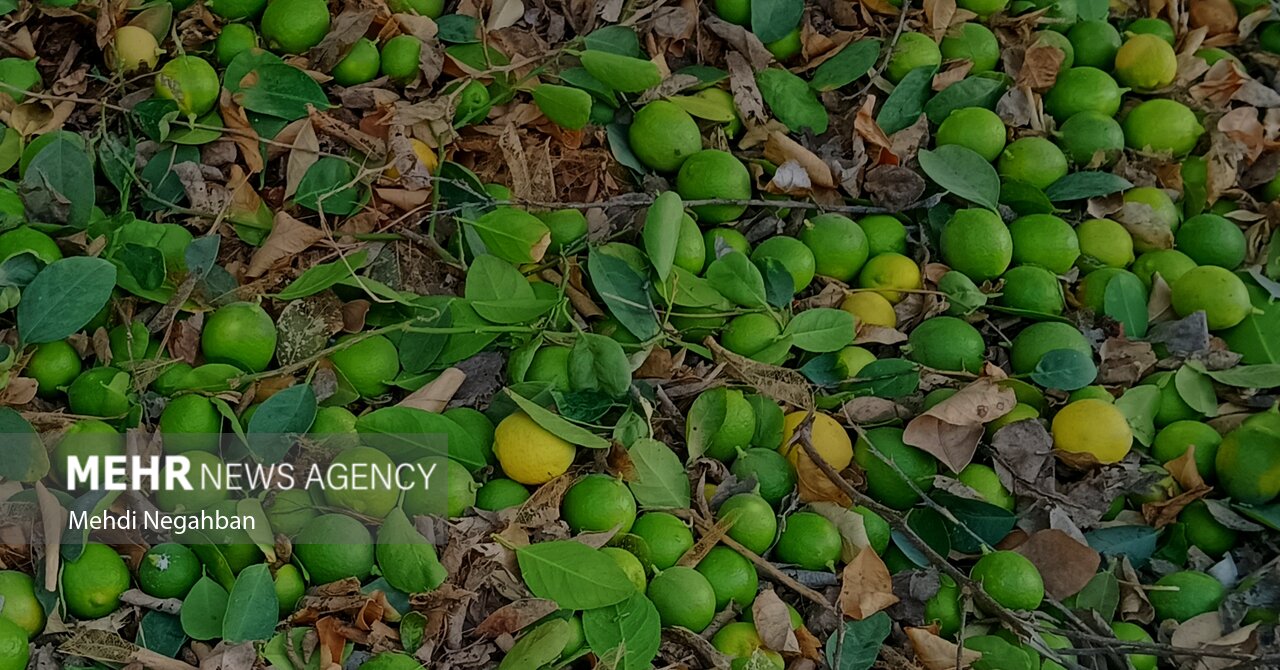 گزارش مهر از برداشت لیمو ترش در رودان