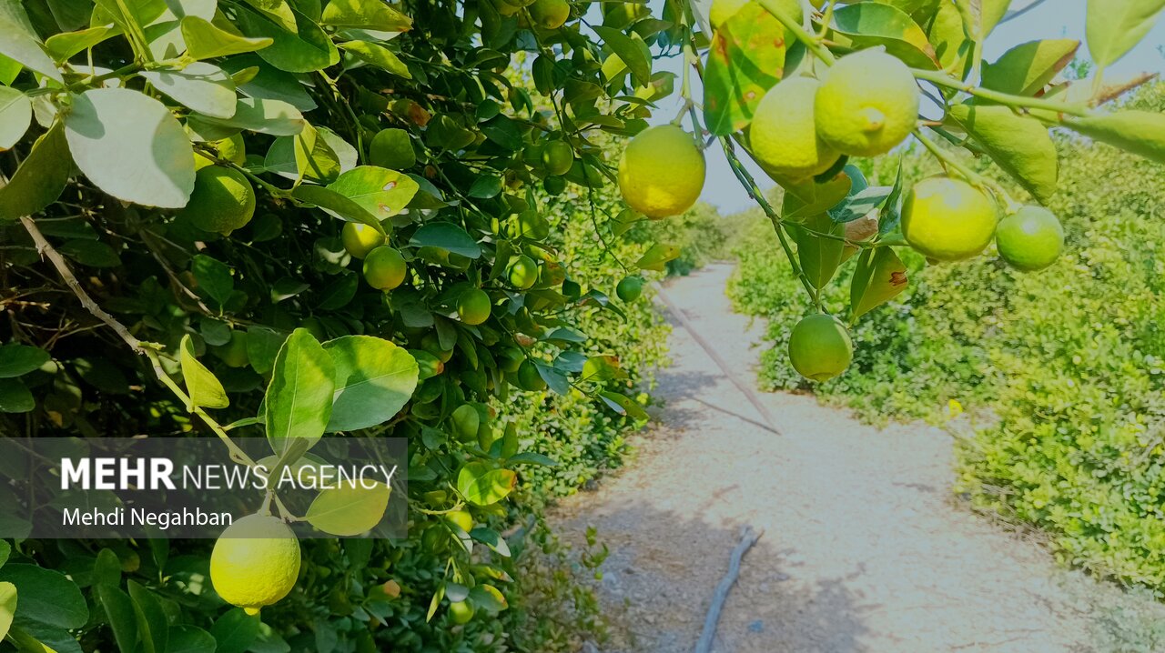 برداشت لیموترش از ۵۲۰۰ هکتار باغات استان بوشهر آغاز شد