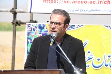 کاشت ۱۶۰ هکتار آفتاب‌گردان در دورود برای نخستین‌بار