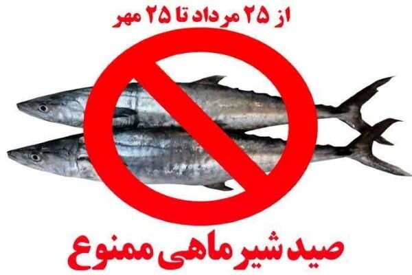 ممنوعیت دوماهه صید ماهی شیر در آبهای استان بوشهر ممنوعیت دوماهه صید ماهی شیر در آبهای استان بوشهر