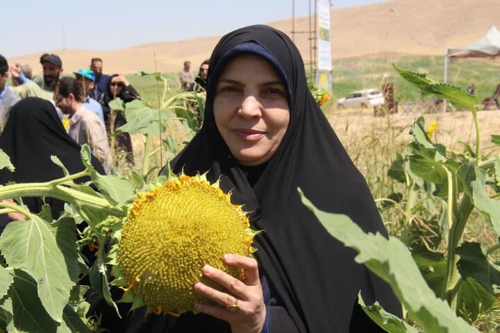 آفتابگردان به مزارع لرستان رسید؛ وقتی الگوی کشت دنبال راه تازه میگردد