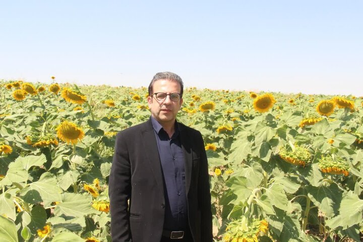 آفتابگردان به مزارع لرستان رسید؛ وقتی الگوی کشت دنبال راه تازه میگردد