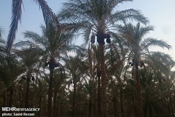 آغاز برداشت خرما از سطح ۴۸۰ هکتار از باغات زاهدان