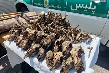  ۴۱ جمجمه آهو از چاه آب در شاهین‌شهر و میمه کشف شد