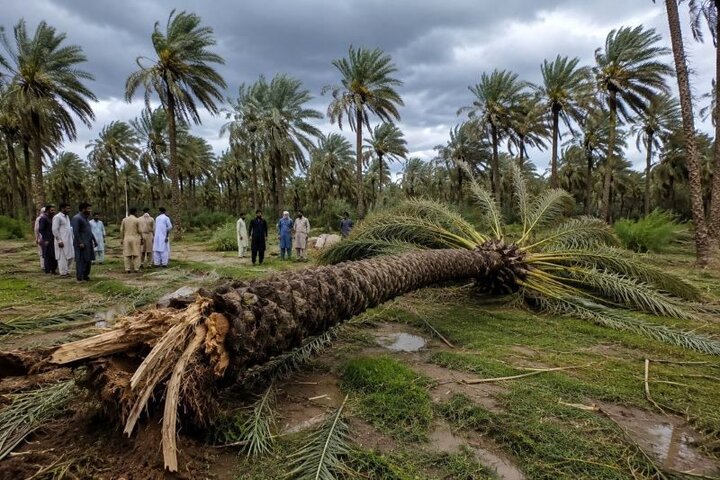 خسارت طوفان به نخلداران جنوب کرمان؛ معیشت کشاورزان درگرو حمایت مسئولان