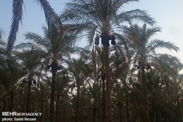 خسارت طوفان به نخلداران جنوب کرمان؛ معیشت کشاورزان درگرو حمایت مسئولان