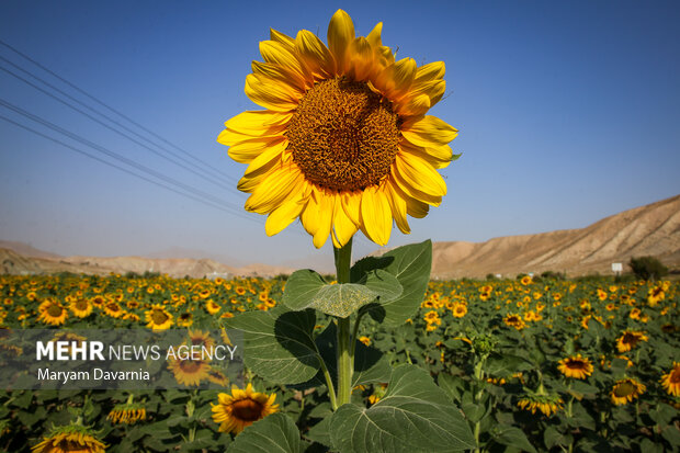 مزارع آفتابگردان در بجنورد