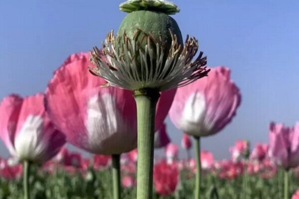 کشت کنترل‌شده «شقایق الیفرا» اجرا می‌شود