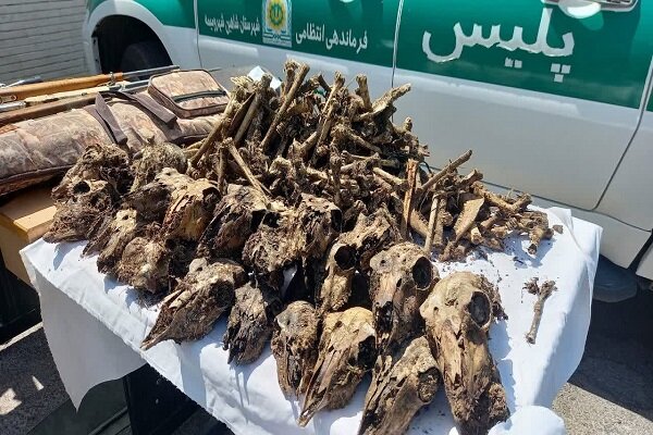 بررسی جامع:  ۴۱ جمجمه آهو از چاه آب در شاهین‌شهر و میمه کشف شد | مهر - کد 0ad5