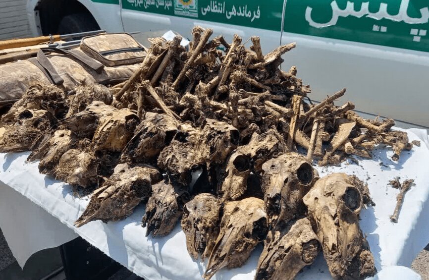 توضیح محیط‌زیست درباره کشف ۴۱ جمجمه حیات‌وحش از خانه‌ای در شاهین‌شهر