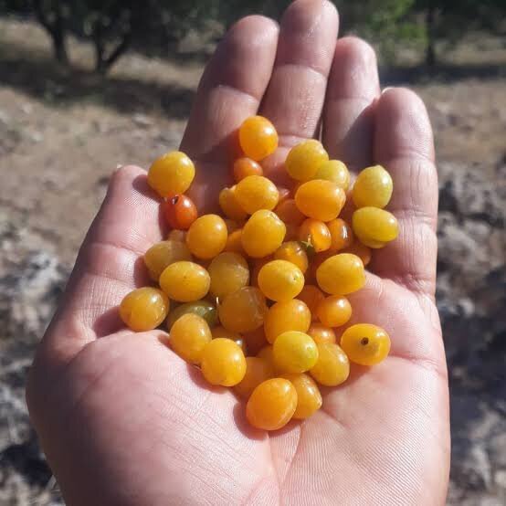 یاقوت کوهستان‌های زاگرس؛بلالوک گنجینه‌ای پنهان در دل صخره‌های کرمانشاه